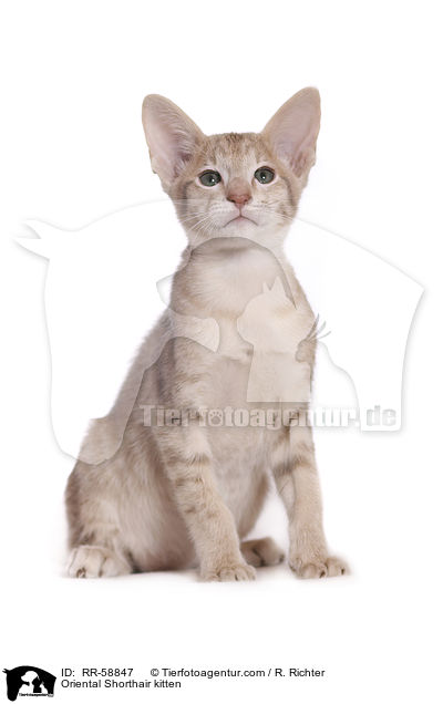 Oriental Shorthair kitten / RR-58847