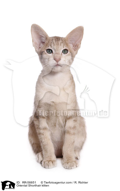 Orientalisch Kurzhaar Ktzchen / Oriental Shorthair kitten / RR-58851