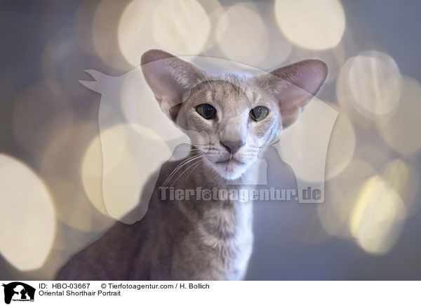 Orientalisch Kurzhaar Portrait / Oriental Shorthair Portrait / HBO-03667