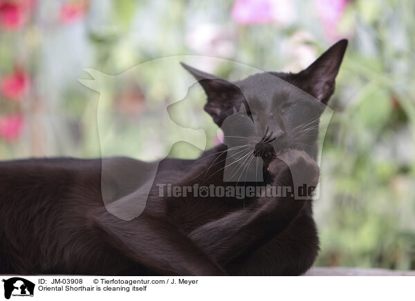 Orientalisch Kurzhaar putzt sich / Oriental Shorthair is cleaning itself / JM-03908