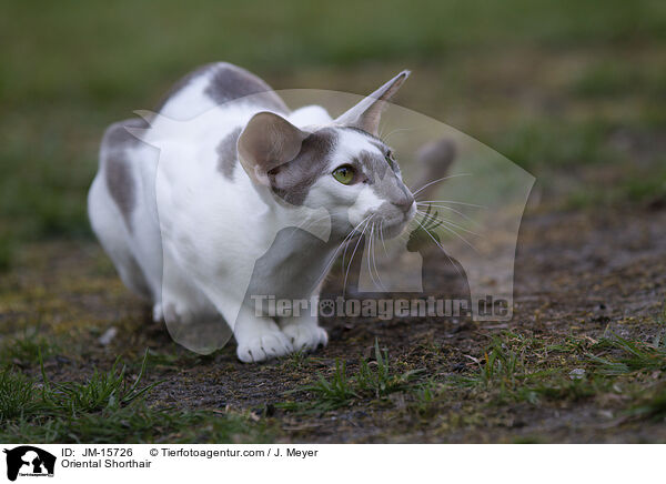 Orientalisch Kurzhaar / Oriental Shorthair / JM-15726