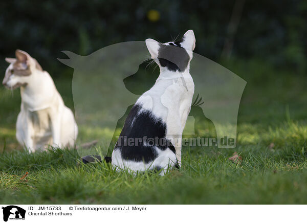 Orientalisch Kurzhaar Katzen / Oriental Shorthairs / JM-15733