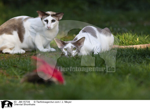 Orientalisch Kurzhaar Katzen / Oriental Shorthairs / JM-15739