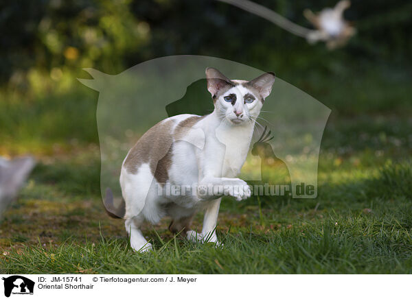 Orientalisch Kurzhaar / Oriental Shorthair / JM-15741