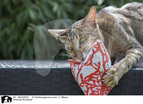 Orientalisch Kurzhaar / Oriental Shorthair / JM-20563