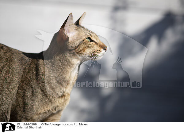 Orientalisch Kurzhaar / Oriental Shorthair / JM-20589