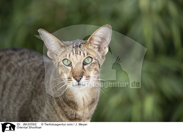 Orientalisch Kurzhaar / Oriental Shorthair / JM-20592