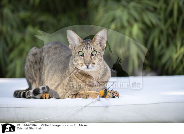 Orientalisch Kurzhaar / Oriental Shorthair / JM-20594