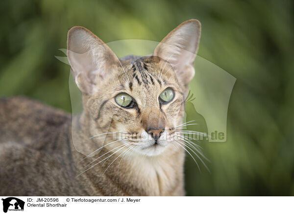 Orientalisch Kurzhaar / Oriental Shorthair / JM-20596