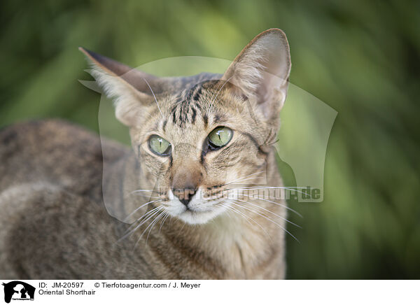 Orientalisch Kurzhaar / Oriental Shorthair / JM-20597