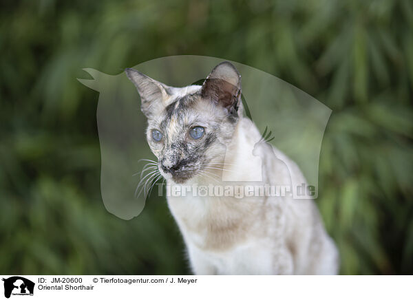 Orientalisch Kurzhaar / Oriental Shorthair / JM-20600