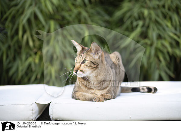 Orientalisch Kurzhaar / Oriental Shorthair / JM-20605