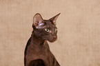 Oriental Shorthair Portrait