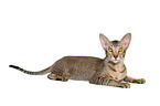 Oriental Shorthair