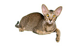 Oriental Shorthair