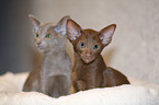 Oriental Shorthair kitten