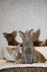 Oriental Shorthair kitten