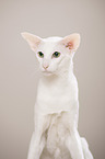 Oriental Shorthair Portrait