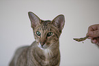 Oriental Shorthair