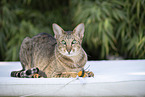 Oriental Shorthair