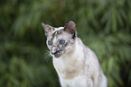 Oriental Shorthair