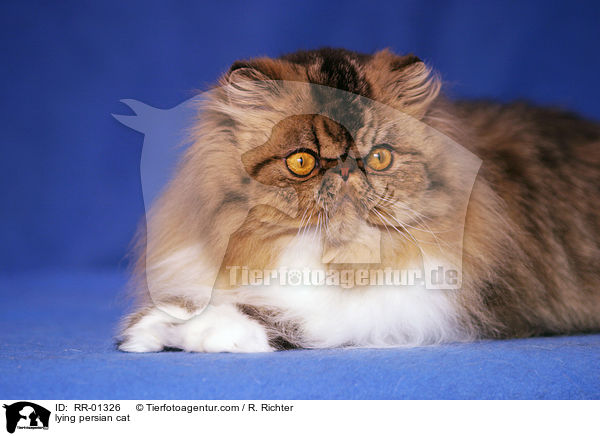 liegende Perserkatze / lying persian cat / RR-01326