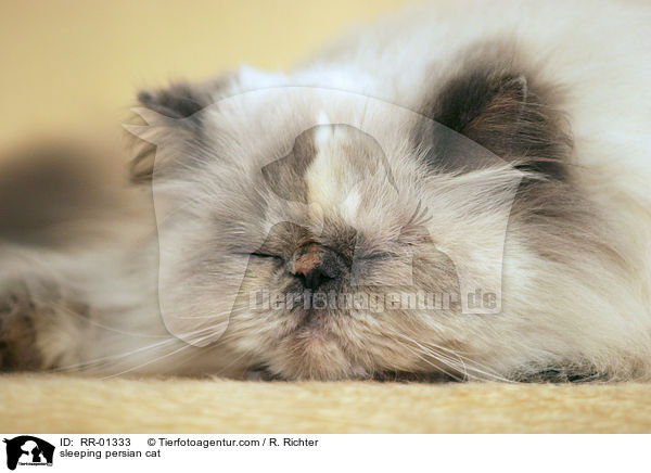 schlafende Perserkatze / sleeping persian cat / RR-01333