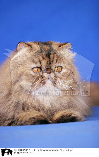 liegende Perserkatze / lying persian cat / RR-01347