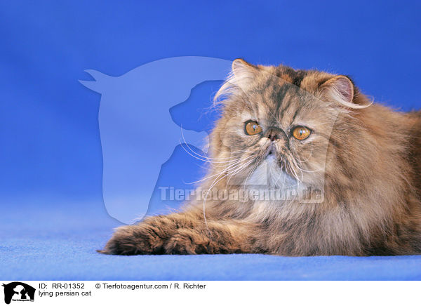 liegende Perserkatze / lying persian cat / RR-01352