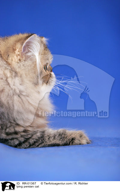 liegende Perserkatze / lying persian cat / RR-01367