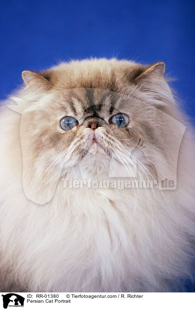 Persian Cat Portrait / RR-01380
