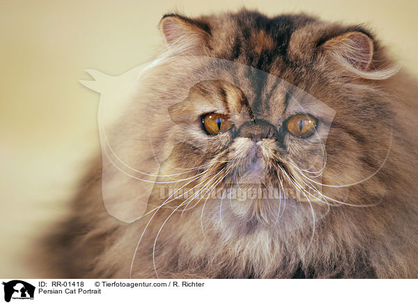Perserkatze / Persian Cat Portrait / RR-01418