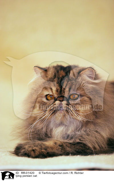 liegende Perserkatze / lying persian cat / RR-01420