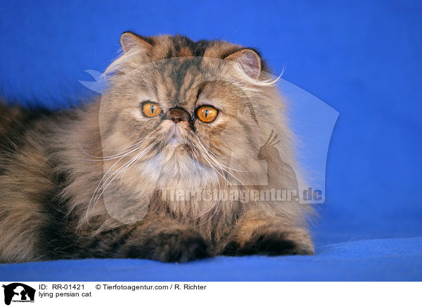 liegende Perserkatze / lying persian cat / RR-01421