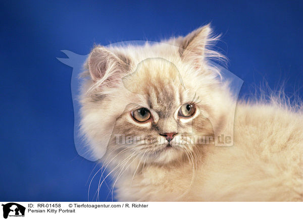 Perserktzchen / Persian Kitty Portrait / RR-01458