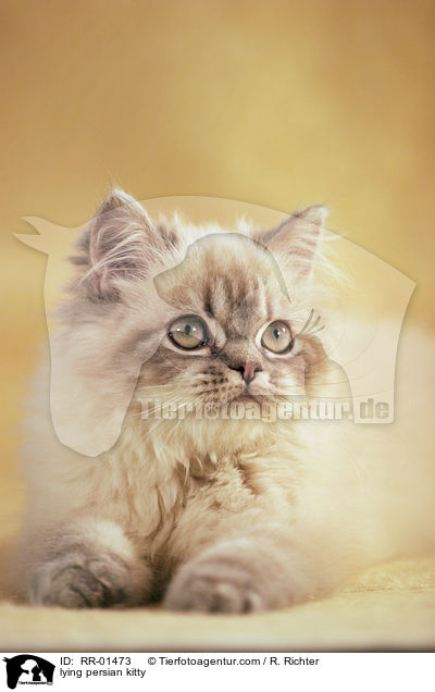 liegendes Perserktzchen / lying persian kitty / RR-01473