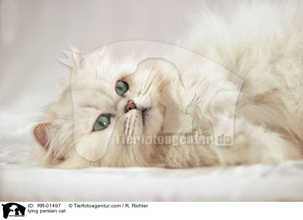 liegende Perserkatze / lying persian cat / RR-01497