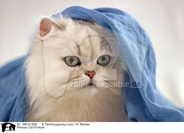 Perserkatze / Persian Cat Portrait / RR-01506