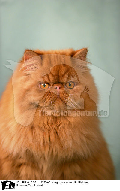 Perserkatze / Persian Cat Portrait / RR-01525