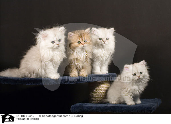 Perser Ktzchen / Persian cat Kitten / BD-00512