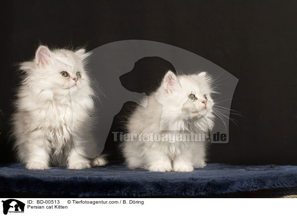 Perser Ktzchen / Persian cat Kitten / BD-00513