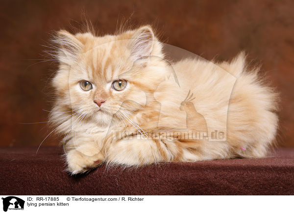 liegendes Perserktzchen / lying persian kitten / RR-17885