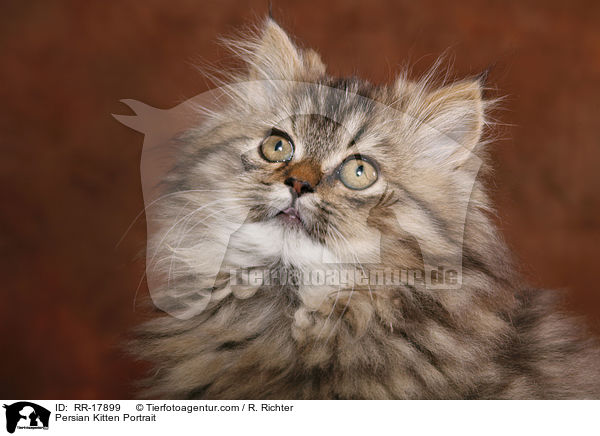 Perser Ktzchen Portrait / Persian Kitten Portrait / RR-17899