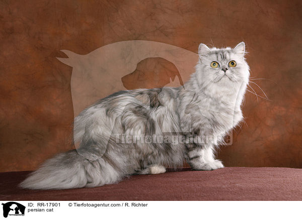 Perserkatze / persian cat / RR-17901