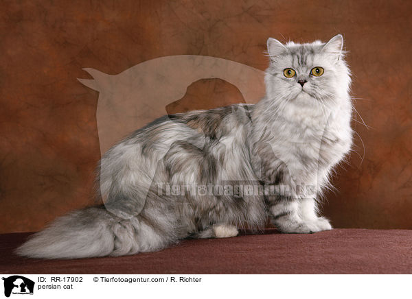 Perserkatze / persian cat / RR-17902