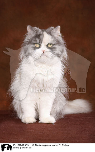 sitzender Perserkatze / sitting persian cat / RR-17903