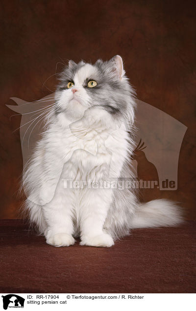 sitzender Perserkatze / sitting persian cat / RR-17904