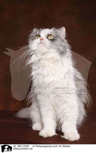 sitzender Perserkatze / sitting persian cat / RR-17905