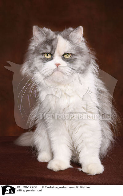 sitzender Perserkatze / sitting persian cat / RR-17906