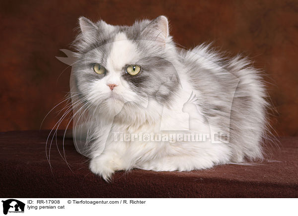 liegende Perserkatze / lying persian cat / RR-17908